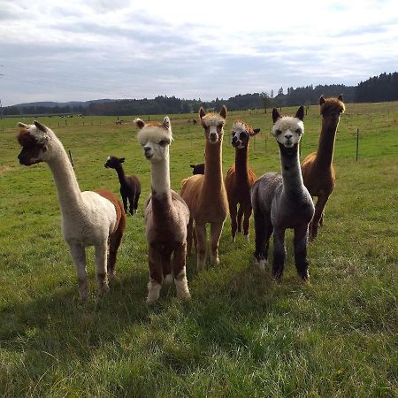 Apartment On An Alpaca Farm In Kierspe Exterior photo