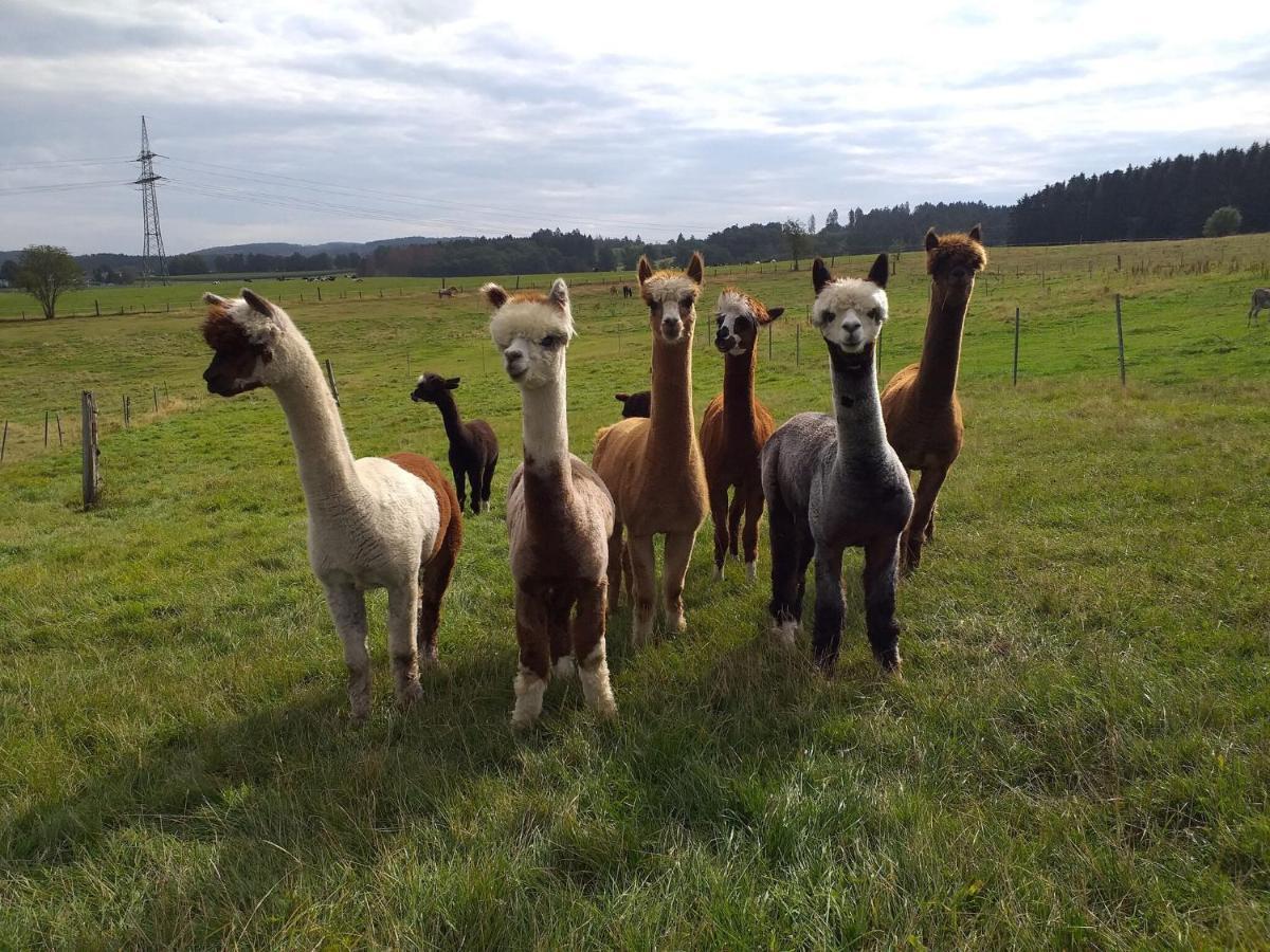 Apartment On An Alpaca Farm In Kierspe Exterior photo